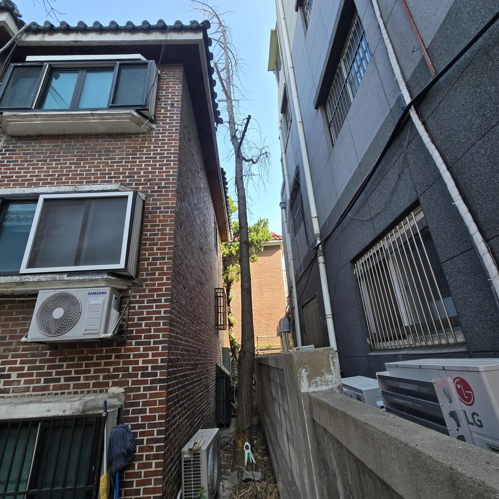 시공 전 - 부천 빌라 옆 고사목 벌목 — 담장·주차 구역 보호하며 단계 분할 제거 집사픽스