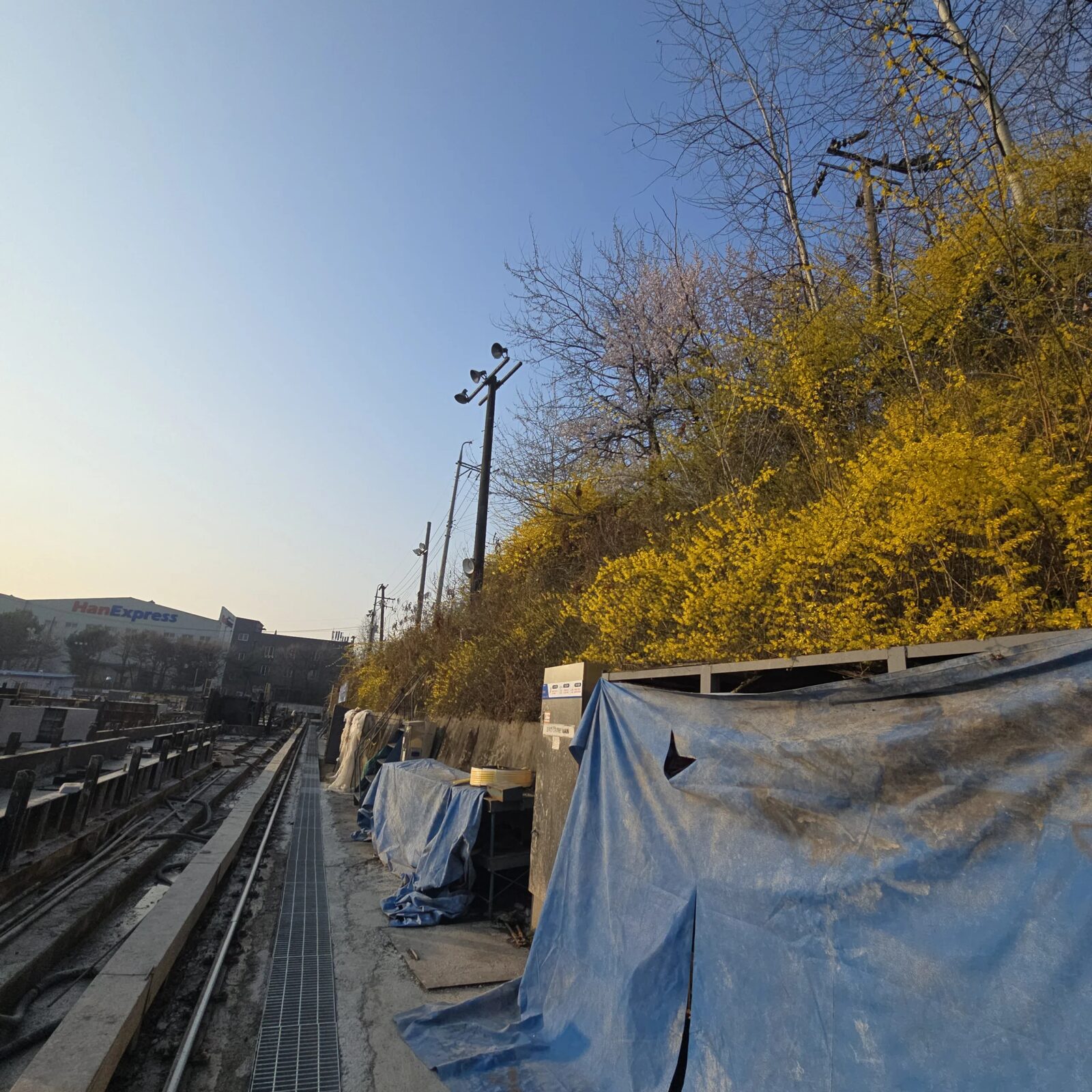 시공 전 - 평택 공장 울타리, 수년치 개나리 덩굴 뿌리째 제거 집사픽스