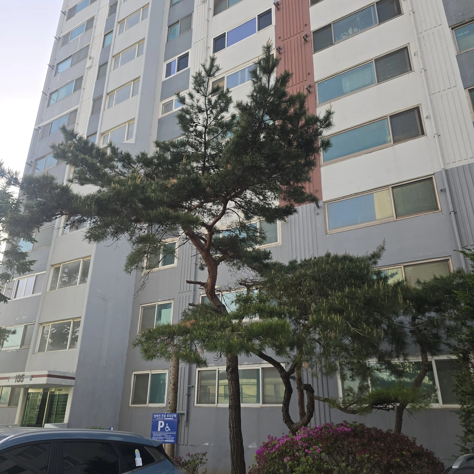 시공 전 - 진천 아파트단지 소나무 전지 — 웃자란 가지와 통풍 문제 한 번에 집사픽스