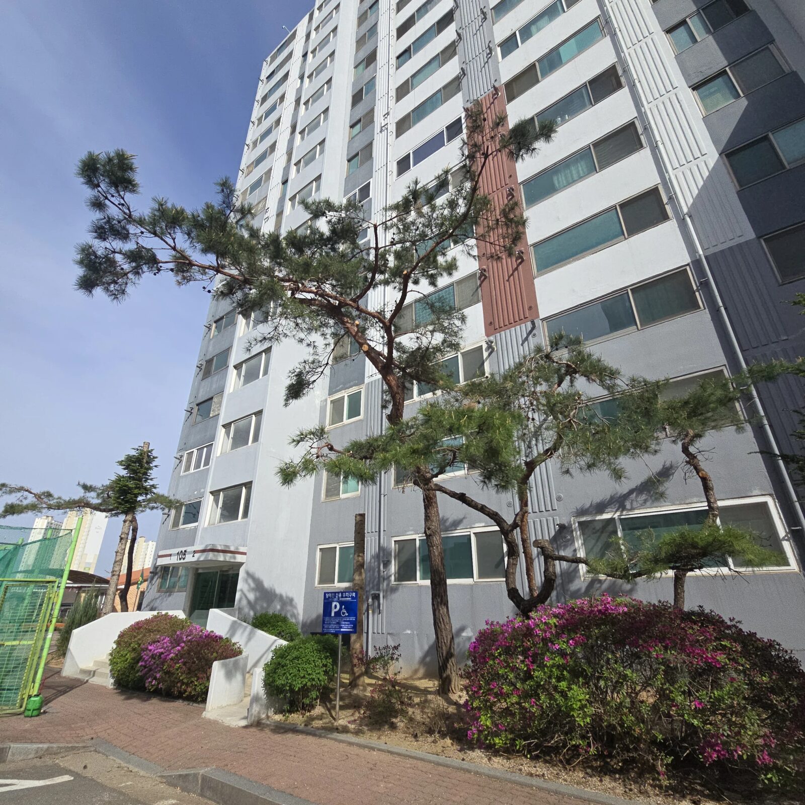 시공 후 - 진천 아파트단지 소나무 전지 — 웃자란 가지와 통풍 문제 한 번에 집사픽스