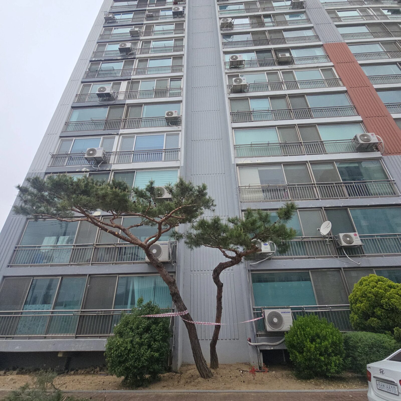 시공 후 - 안성 아파트단지 소나무 전지 — 웃자란 가지 정리와 보행로 안전 확보 집사픽스