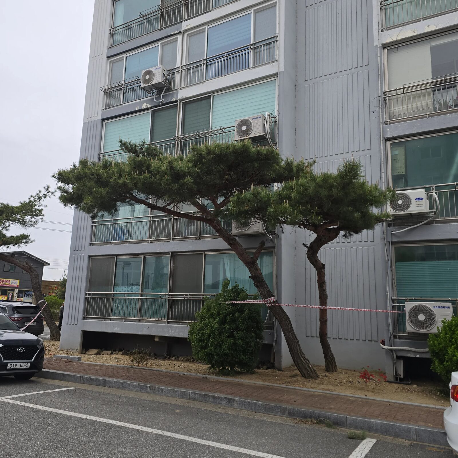 시공 전 - 안성 아파트단지 소나무 전지 — 웃자란 가지 정리와 보행로 안전 확보 집사픽스