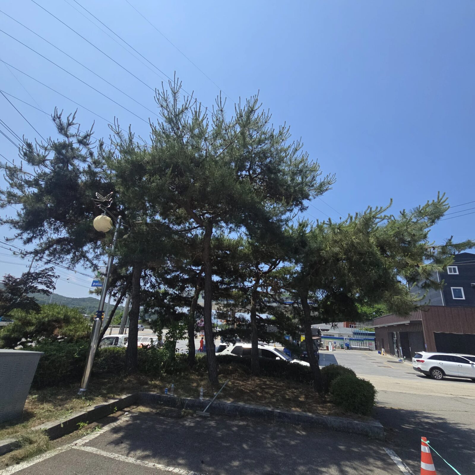 시공 전 - 김포 농협하나로마트 조경 소나무 전지 — 수형 정리와 수세 회복까지 집사픽스