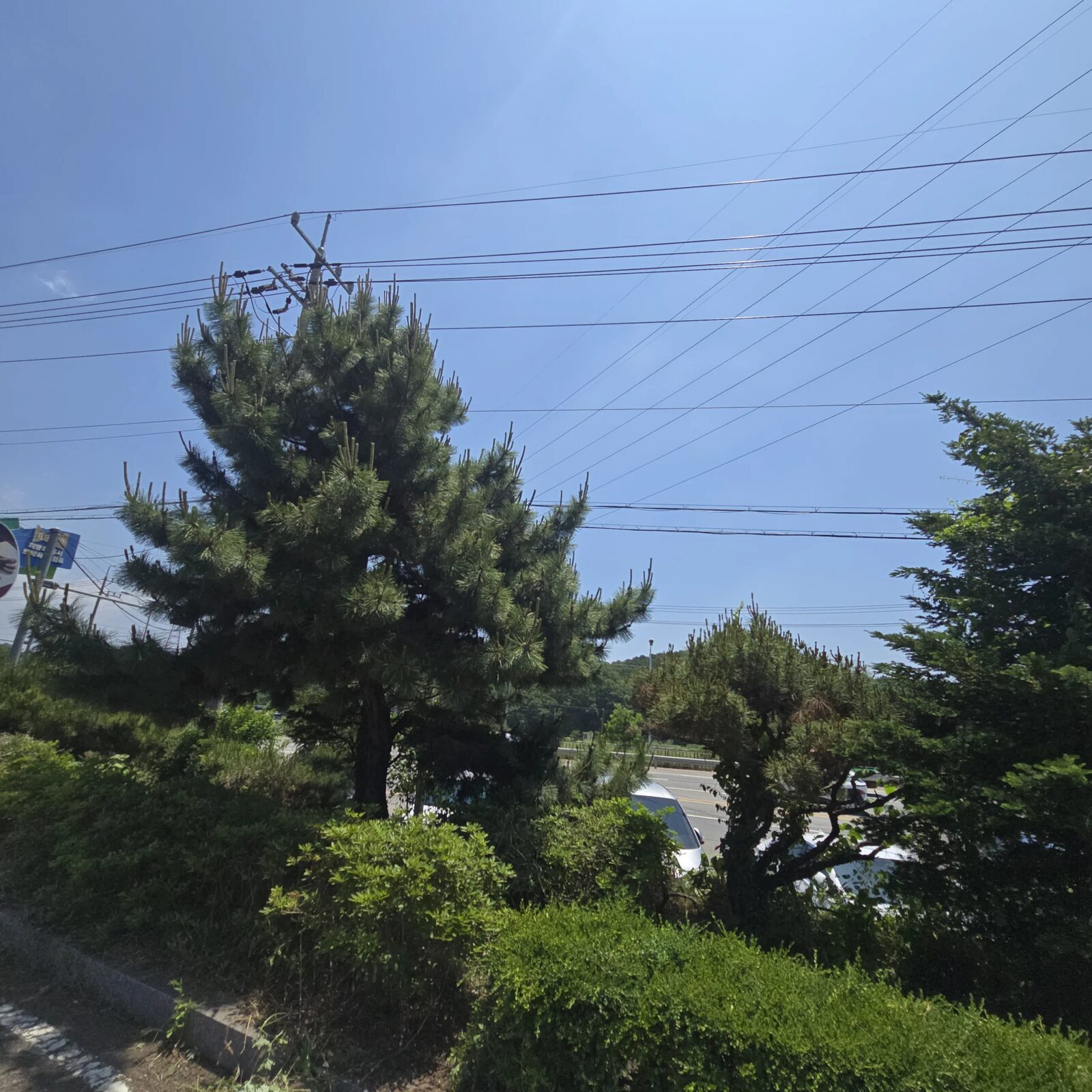 시공 전 - 충주 상가 소나무전지 — 간판 가리고 보행로 침범한 조경수 수형 정리 집사픽스