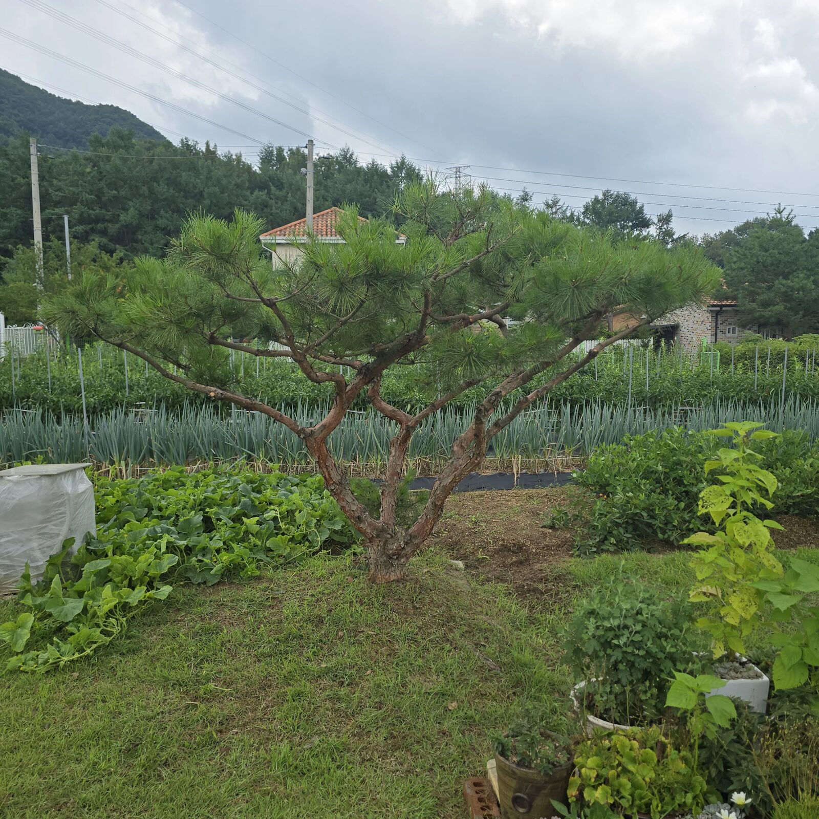시공 후 - 충주 전원주택 소나무 전지 – 수형은 살리고, 위험 가지는 걷어내다 집사픽스