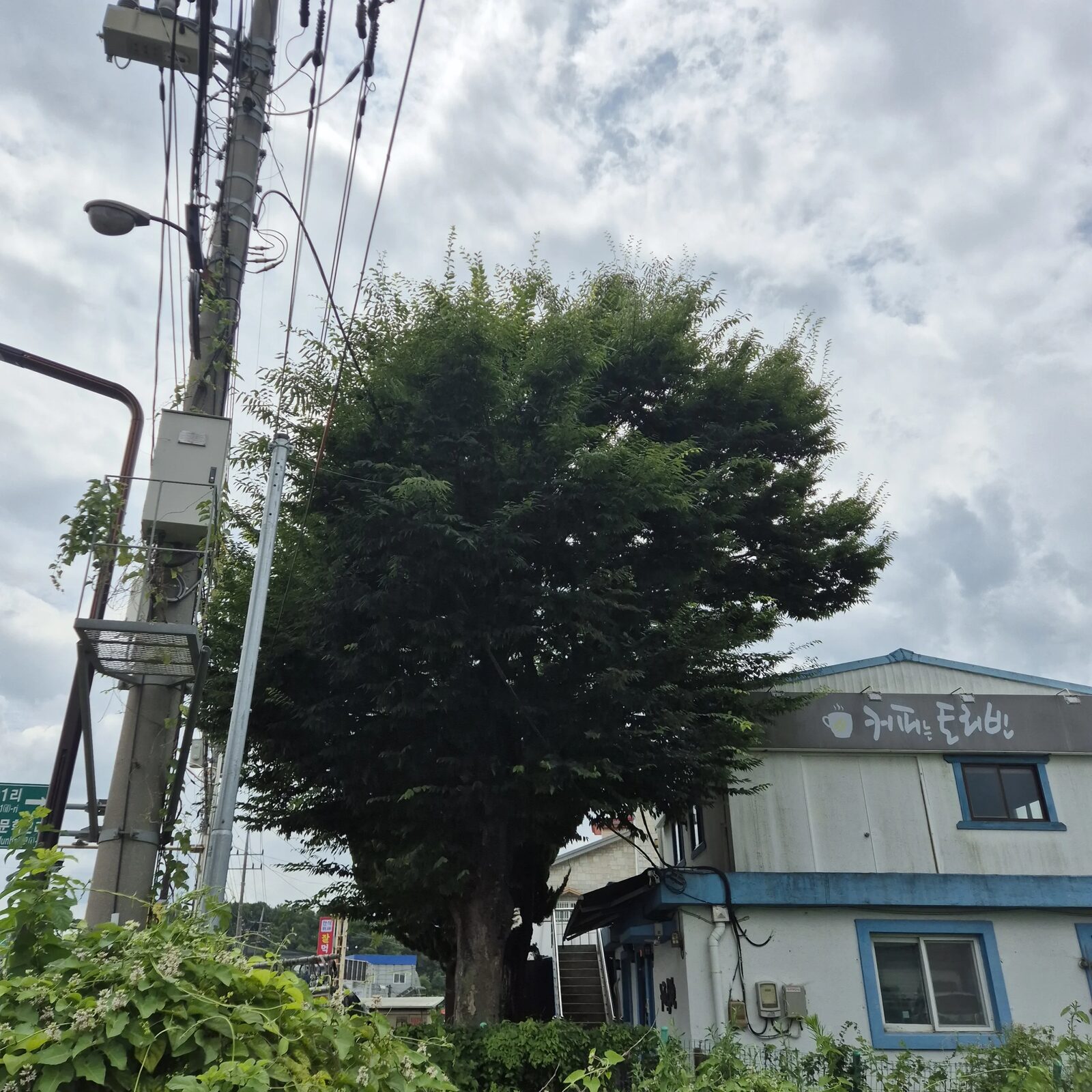 시공 전 - 정남 고압선에 닿은 느티나무 전지 – 위험 가지 안전하게 걷어내다 집사픽스